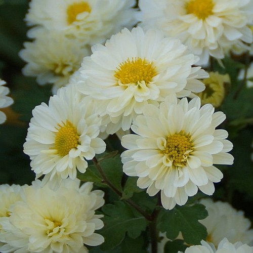 Chrysanthemum Indicum-Hybride 'Poesie' - Herbst-Chrysantheme